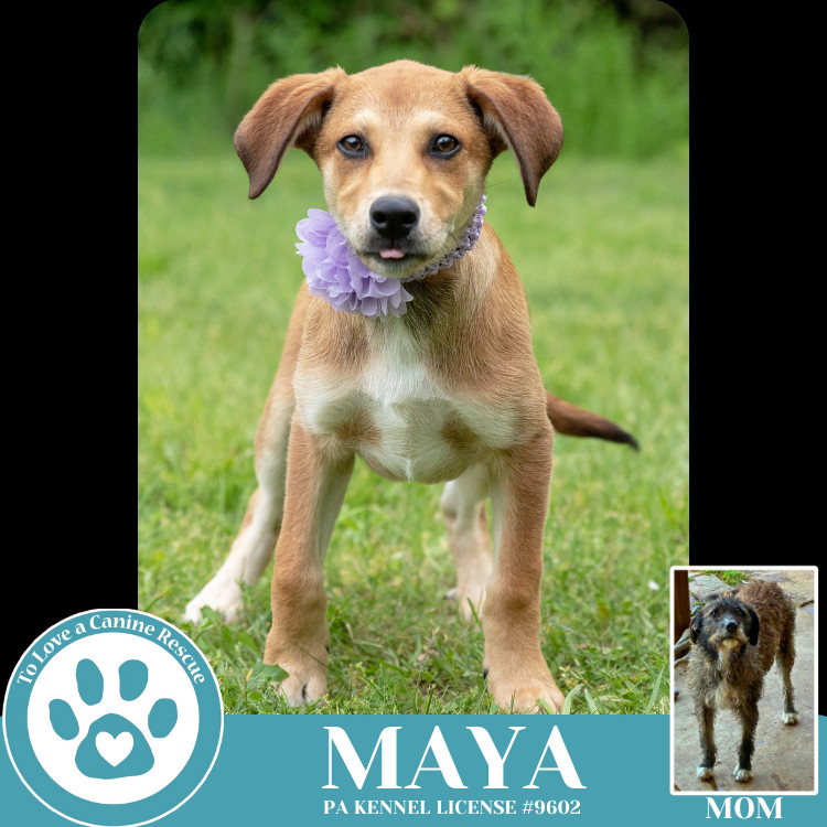 Maya (Mocha Latte's Pups) 050325