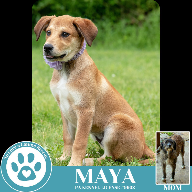 Maya (Mocha Latte's Pups) 050325