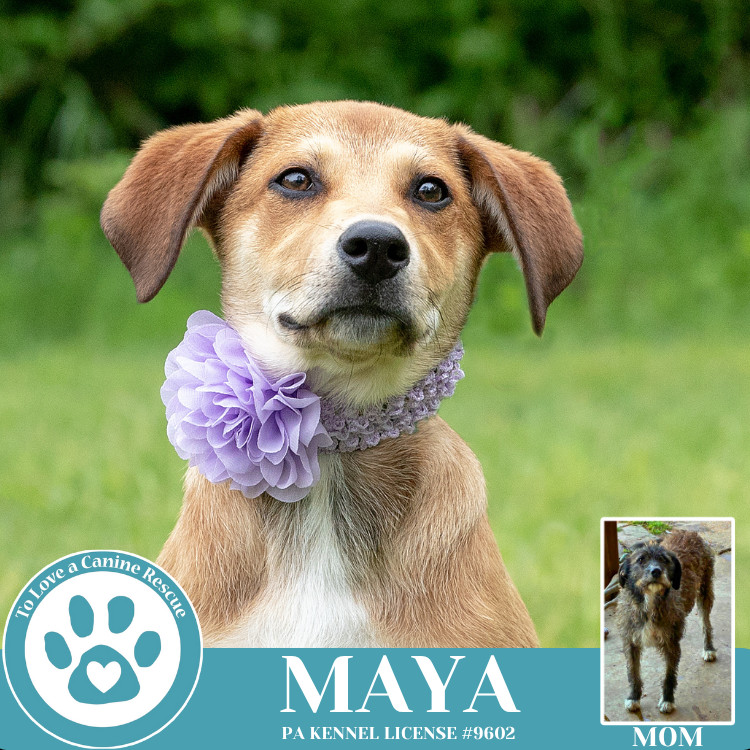 Maya (Mocha Latte's Pups) 050325