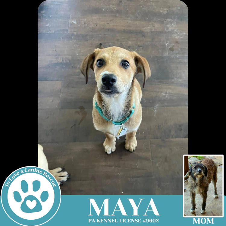 Maya (Mocha Latte's Pups) 050325