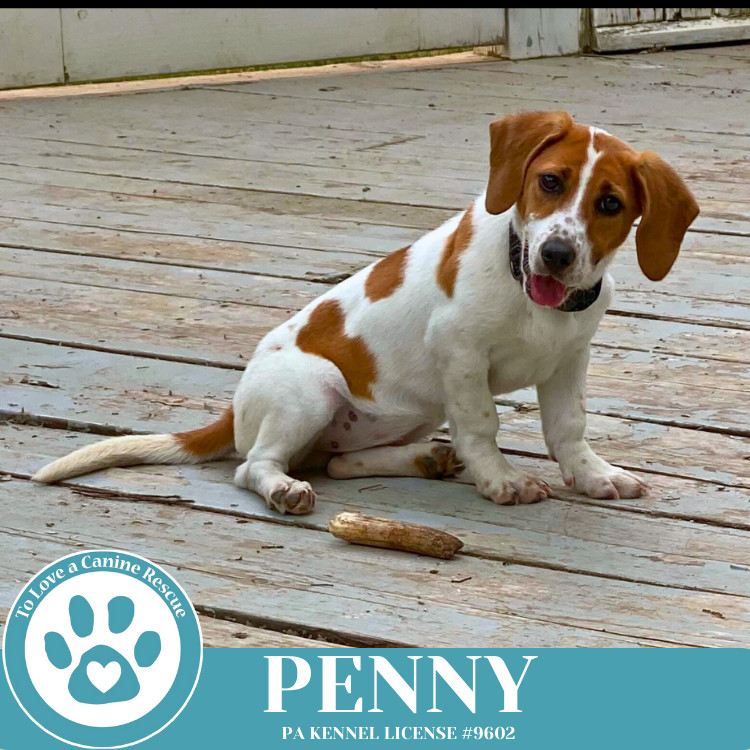 Penny 050325