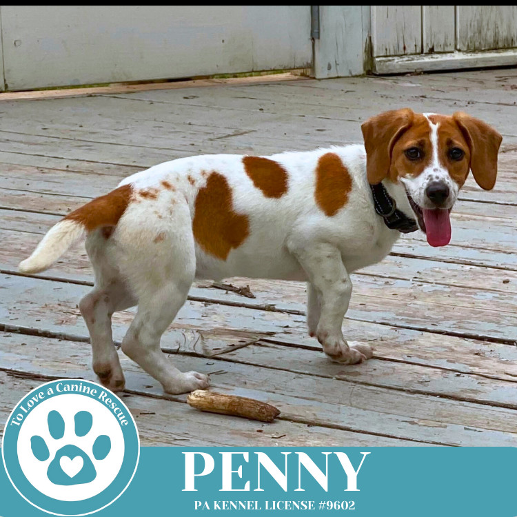 Penny 050325