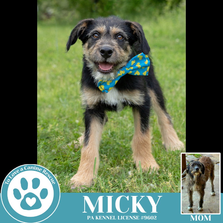 Micky (Mocha Latte's Pups) 050325
