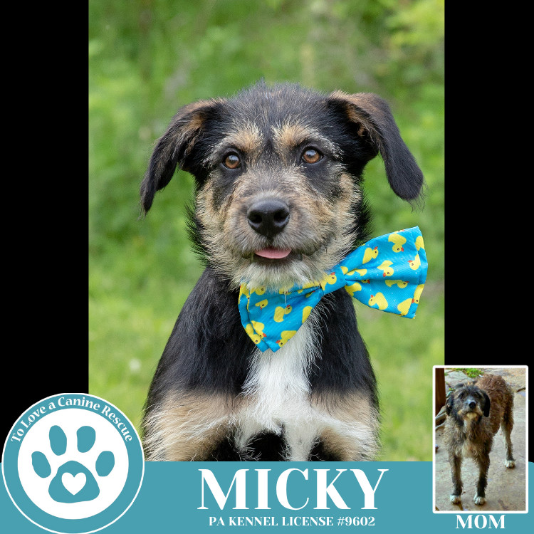 Micky (Mocha Latte's Pups) 050325