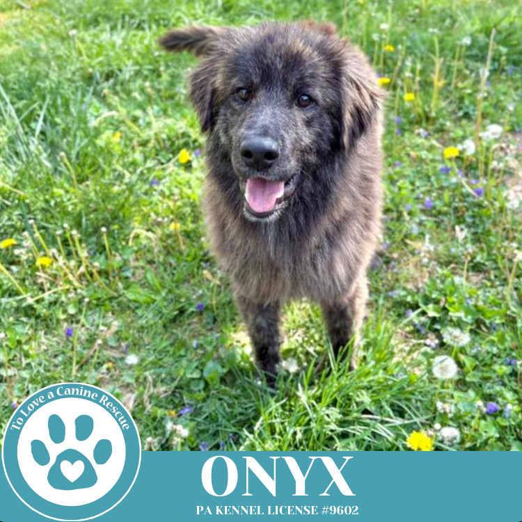 Onyx 050325