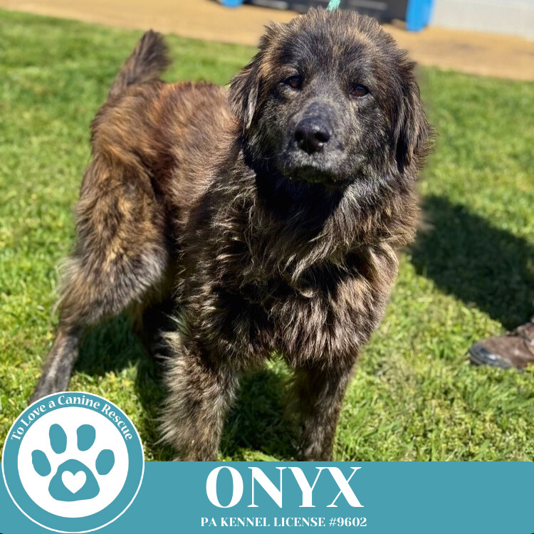 Onyx 050325