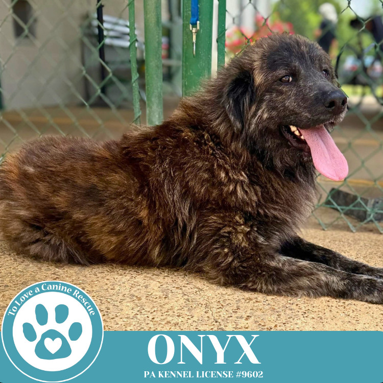 Onyx 050325