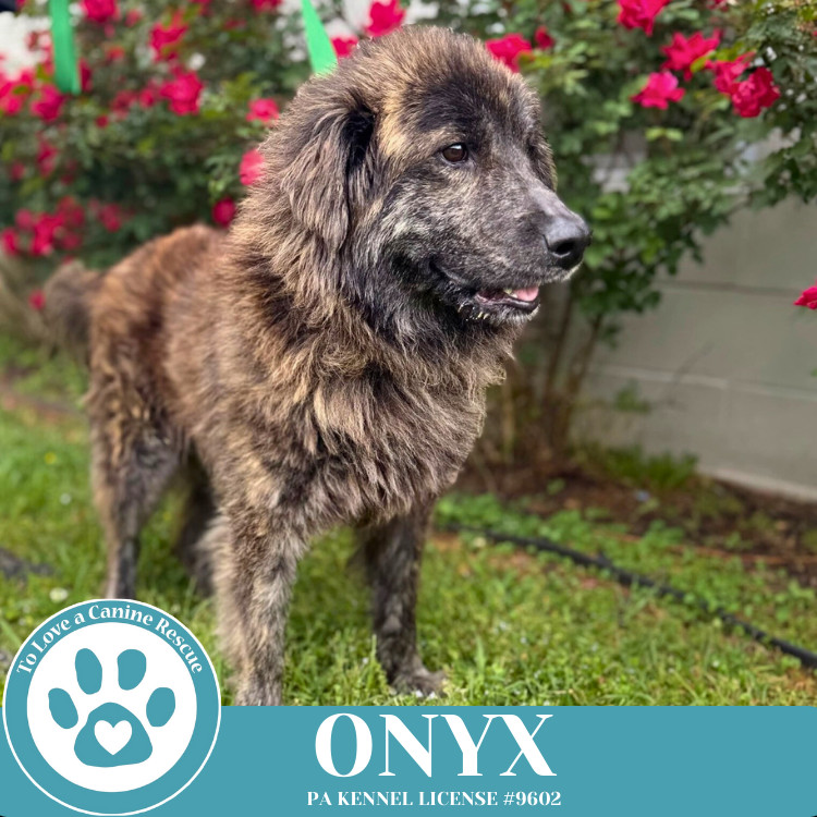 Onyx 050325