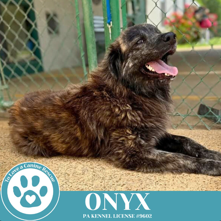 Onyx 050325