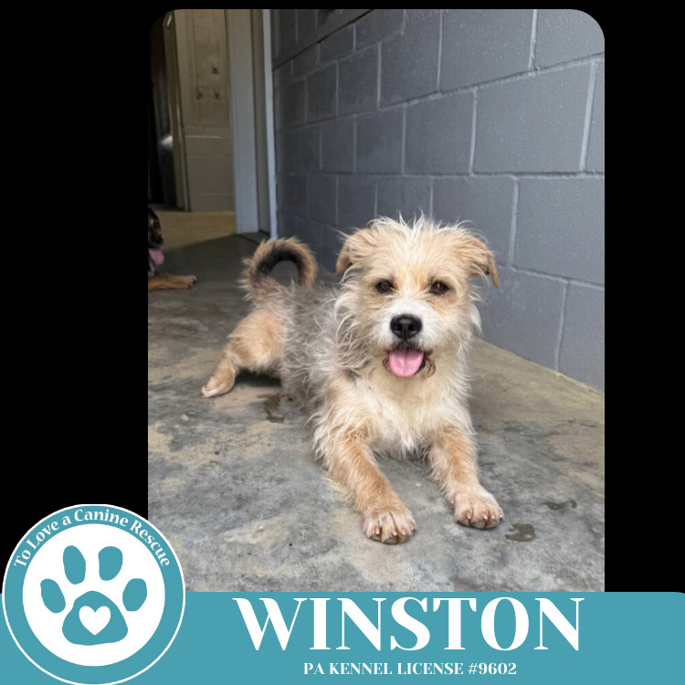 Winston 050325
