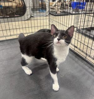 Paisley, Baby Female Domestic Medium Hair