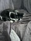 Paisley photo 2