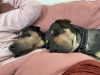 Macey - So much cuteness! photo 2
