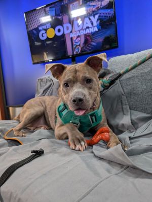Harlem - Handsome Boy!!