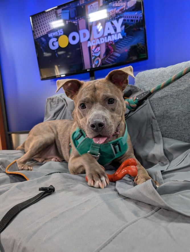 Harlem - Handsome Boy!!