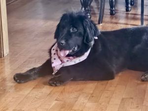 Pebbles, Young Female Newfoundland Dog