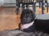 Pebbles photo 3