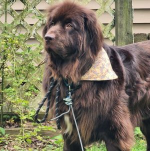 Tater, Adult Male Newfoundland Dog
