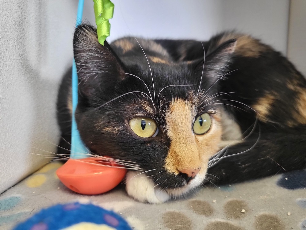 Jupiter, an adoptable Domestic Short Hair in Leadville, CO, 80461 | Photo Image 1