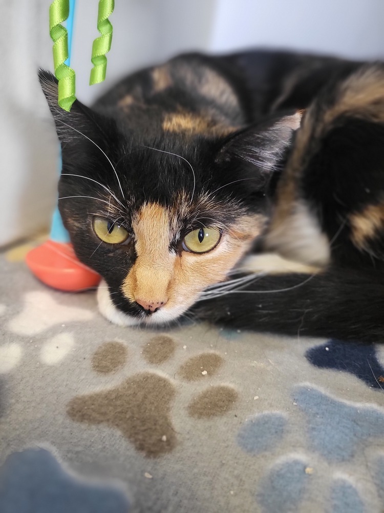 Jupiter, an adoptable Domestic Short Hair in Leadville, CO, 80461 | Photo Image 2