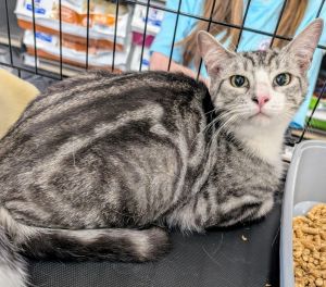Charlie is a stunning little boy who loves to climb and play He was rescued from the cold streets a