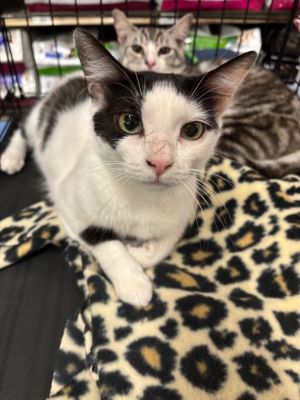 Mollie is an adorable cow cat whos looking for a forever home She was rescued from stray life and 