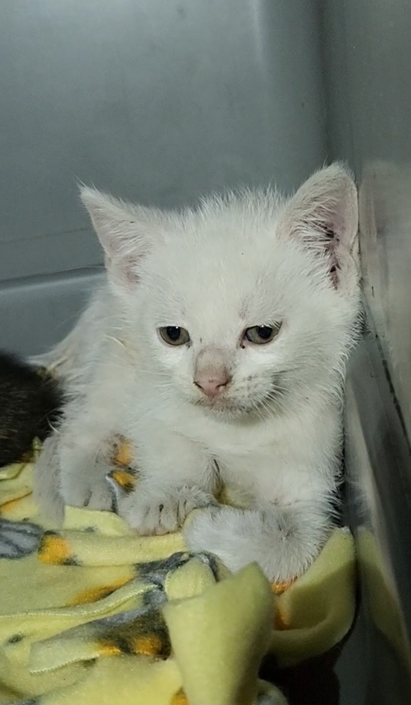 Zero AKA White brother