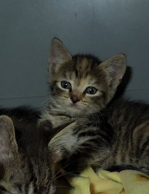 Holly Hobbie, Baby Female Domestic Short Hair