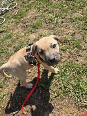 Arthur, Baby Male Cane Corso