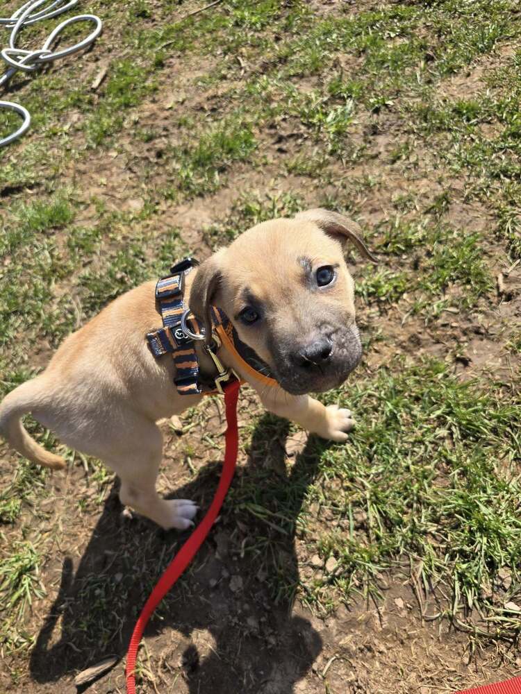 Arthur, an adoptable Cane Corso, Golden Retriever in Wiarton, ON, N0H 2T0 | Photo Image 1