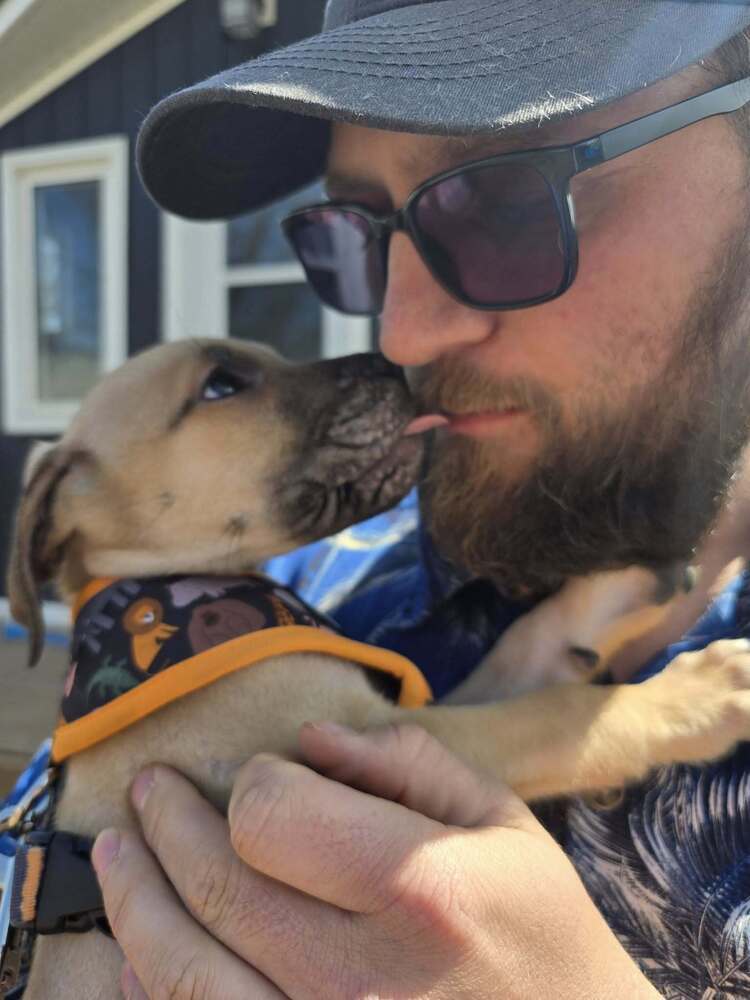 Arthur, an adoptable Cane Corso, Golden Retriever in Wiarton, ON, N0H 2T0 | Photo Image 2