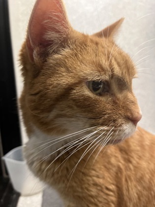 Dewey