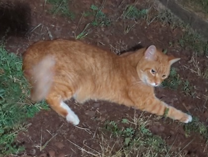 Dewey