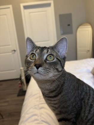 Pet Image