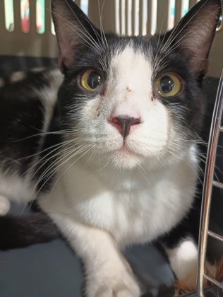 Pet Image