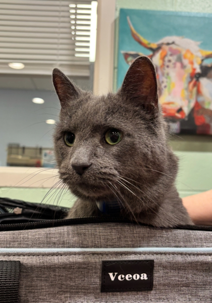 Pet Image