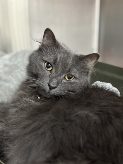 Pet Image