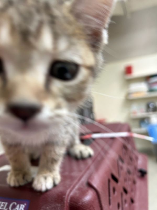 Pet Image