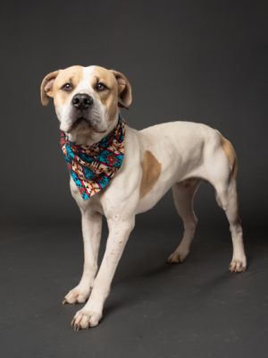 Kershaw Pit Bull Terrier Dog
