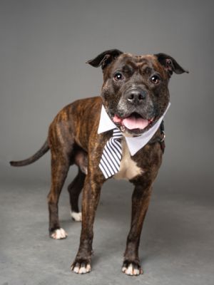 Meet Bryan - Your Brindle Bestie in the Making Bryan is the kind of dog who makes you feel like