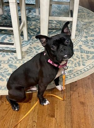 Meet Pop Tart - Your Couch Companion with a Happy Dance Pop Tart is a 2-year-old 33-pound sweethea