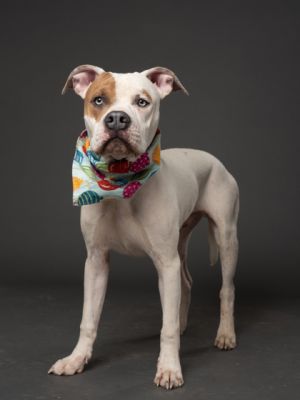 Truist Pit Bull Terrier Dog