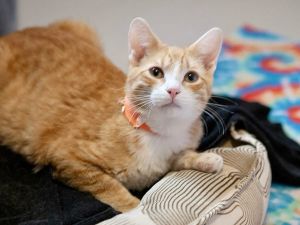 Steve (bonded to Dustin), Young Male unknown