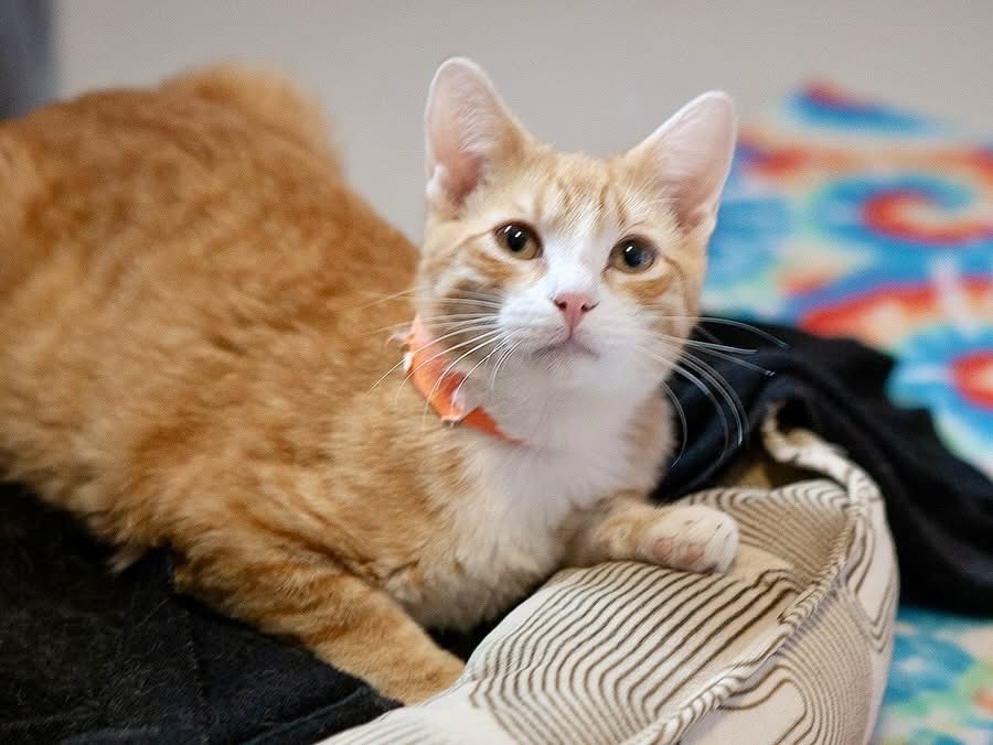Steve (bonded to Dustin), an adoptable Domestic Short Hair in Lakewood, CO, 80215 | Photo Image 1