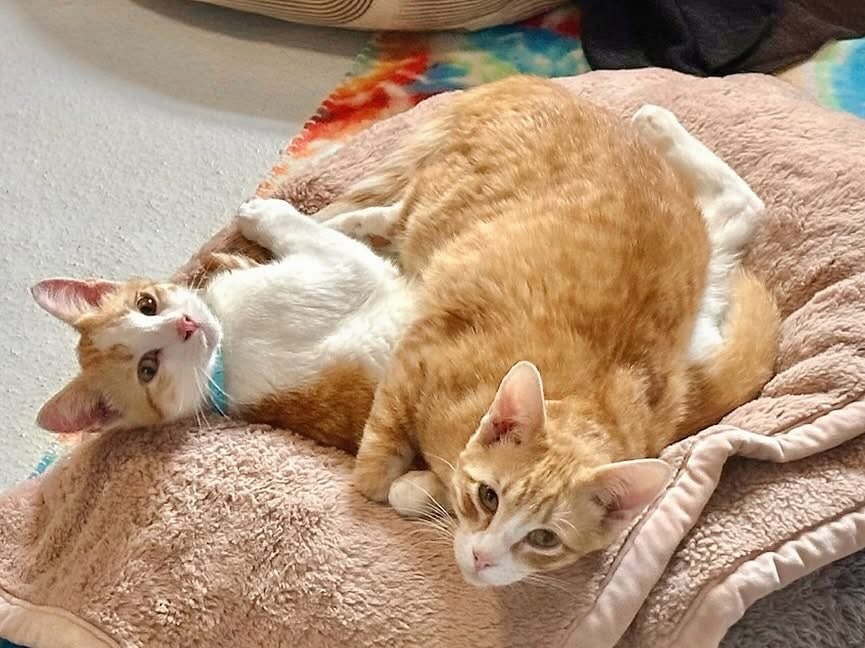 Steve (bonded to Dustin), an adoptable Domestic Short Hair in Lakewood, CO, 80215 | Photo Image 2