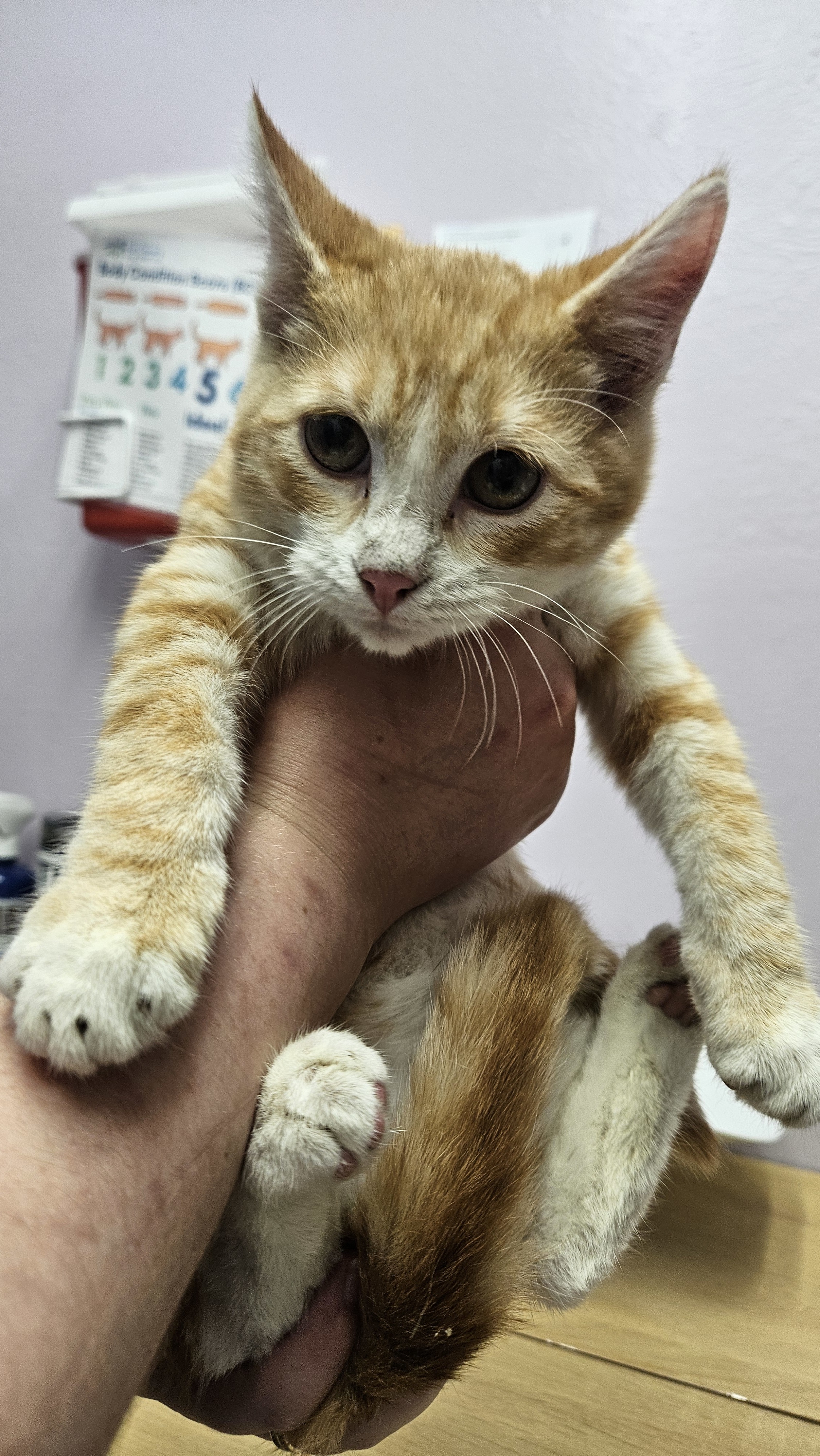 Steve (bonded to Dustin), an adoptable Domestic Short Hair in Lakewood, CO, 80215 | Photo Image 3