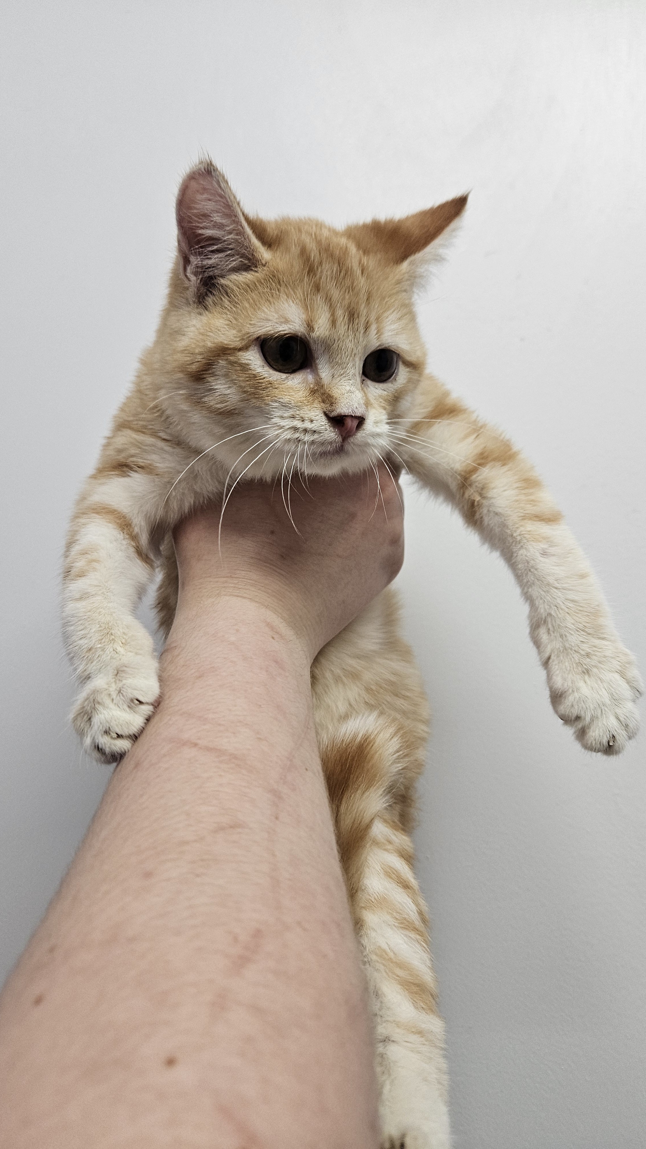 Steve (bonded to Dustin), an adoptable Domestic Short Hair in Lakewood, CO, 80215 | Photo Image 4