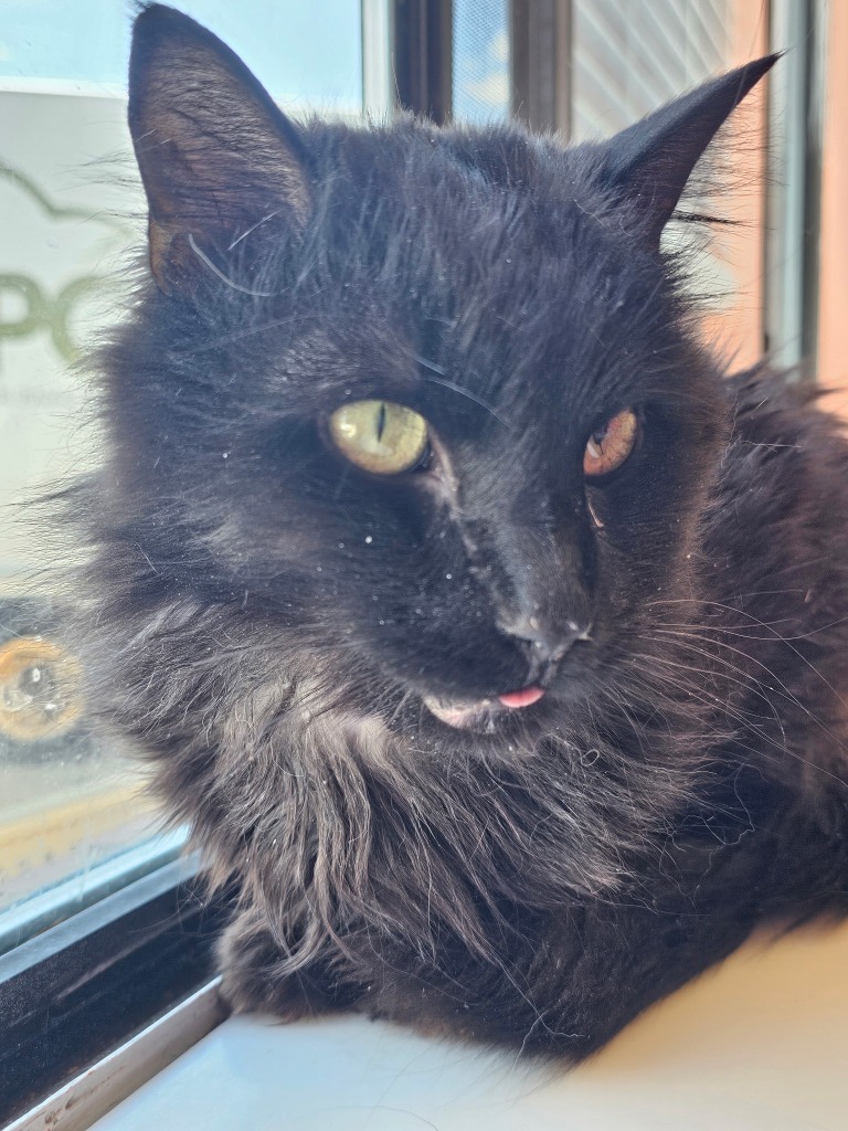 Cinder, an adoptable Domestic Long Hair in Heber City, UT, 84032 | Photo Image 1