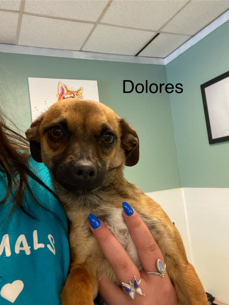 Dolores