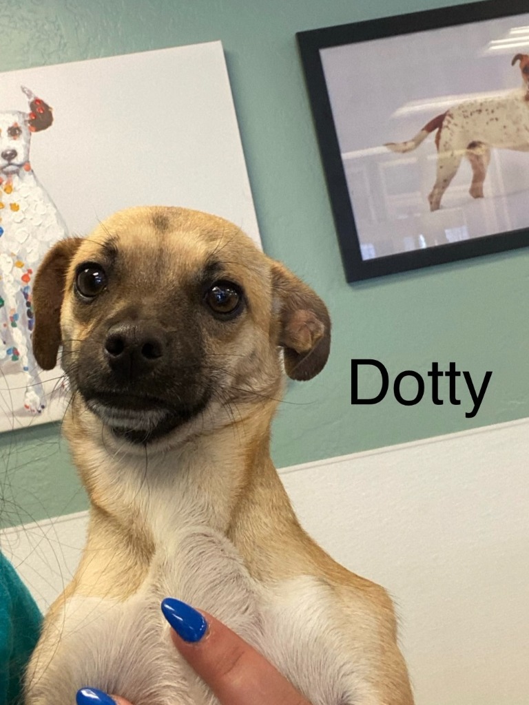 Dotty